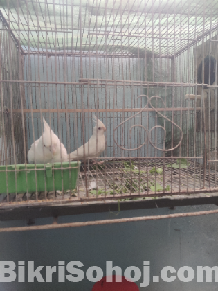 Albino (Red Eye) Cockatiel Jora